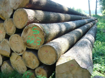 Holzschädlinge Holzkäfer