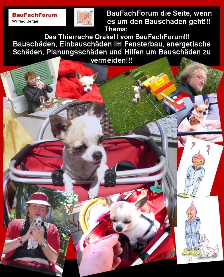Hör – und Sehprobe BauFachForum die Seite des Bauschadens.
Thema: Das Thierrische Orakel I:
Reinhold und Wilfried Berger war schnell klar, dass die Bauschäden-Vermeidung nicht für andere Menschen gelehrt werden kann ohne, dass der trockene Stoff auch seinen Spaß fordert. Denn der Bauschaden ist für die Geschädigten eine psychische und finanzielle Herausforderung. Und die  Bauprozesse dauern in der Regel zwischen drei und zehn Jahre. Dabei werden die Geschädigten meist so zermürbt, dass sie faule Verlust-Vergleiche eingehen. Denn mit jedem Jahr und jeder Instanz wird das Kostenrisiko immer größer. Daher viel die Entscheidung dazu einen treuen Mitarbeiter und Freund einzustellen. Mit dem Thierry, dem kleinen Chihuahua, war damit der richtige Partner gefunden um auch Kindern das Bauen mit Physik und Chemie näher zu bringen. Das Thierrische Orakel I, war dabei als Diabetikerhund ausgebildet um Silvia Schanz vor dem Diabetes-Choma in der Nacht zu schützen. 
Gleichfalls suchte er bei Bauschäden Pilz und Schimmel. Bleibt gespannt auf den nächsten Teil.
Begriffe zum Thema Chihuahua:      
BauFachForum die Seite des Bauens, Mini, Langhaar, Spitz, Blue, Ausgewachsen, Wasserkopf, Tan, weiß, braun, Schoko, Merle, Papillon, Schwarz weiß, BauFachForum, Baulexikon Wilfried Berger.
Einfach das Bild anklicken und Ihr kommt auf passende Videos vom BauFachForum. Dazu verlässt Ihr das BauFachForum und Ihr kommt auf unseren YouTube-Kanal vom BauFachForum. Wenn euch ein Shorts zusagt, könnt Ihr zum ausführlichen Thema weiterklicken.
Erschöpfende Auskünfte findet Ihr in der Skandalzeitung vom BauFachForum Wilfried Berger.
Videoproduktion: BauFachForum, Baulexikon Wilfried Berger.
www.baufachforum.de     
