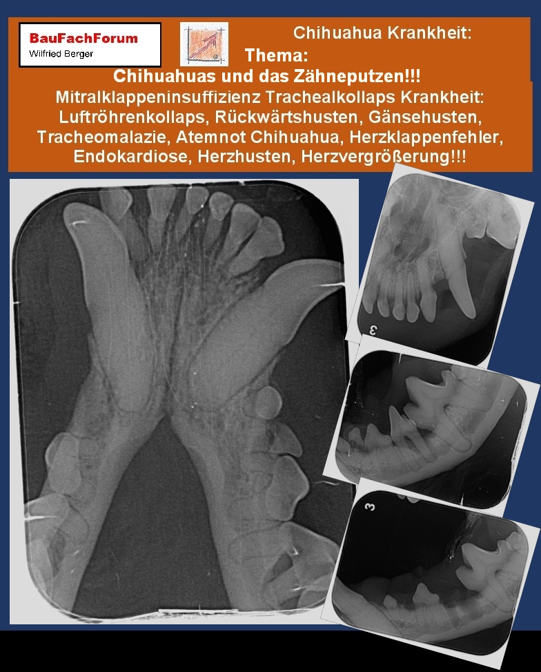 04 003 01 01 Chihuahua Mitralklappeninsuffizienz Short 1, BauFachForum, Baulexikon