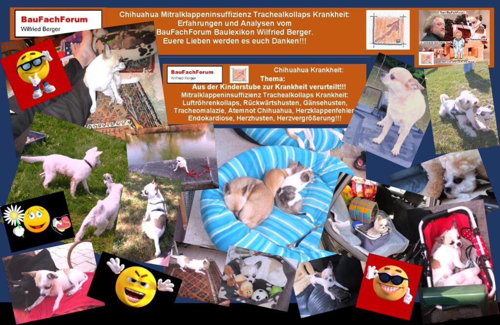 Chihuahua Mitralklappeninsuffizienz Trachealkollaps. Chihuahuas im Porträt. Ein Sinnbild für Silvia Schanz’ Überzeugung, dass das Schicksal und die Bestimmung wie die genetische Veranlagung bereits im ersten Atemzug eines Lebewesens verwurzelt sind. BauFachForum, Baulexikon Wilfried Berger.