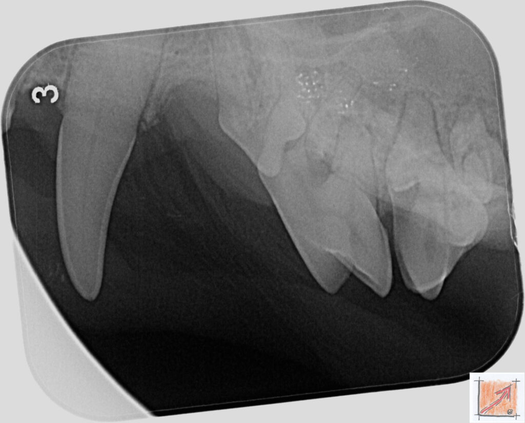 Chihuahua, Zahnfehlstellungen, BauFachForum, Baulexikon
