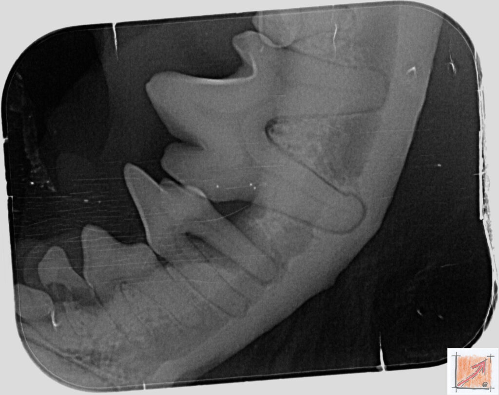 Chihuahua, Zahnfehlstellungen, BauFachForum, Baulexikon