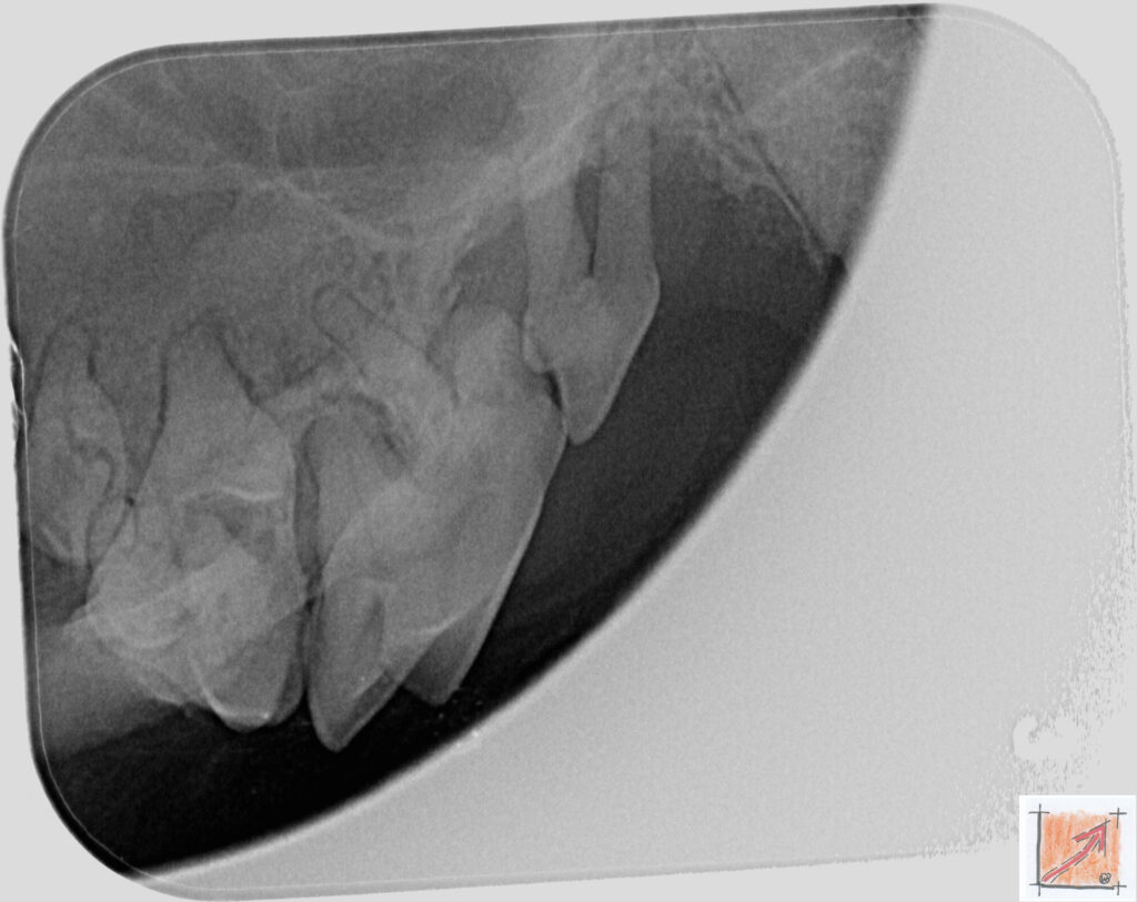 05 05 01 Chihuahua, Zahnfehlstellungen, BauFachForum, Baulexikon