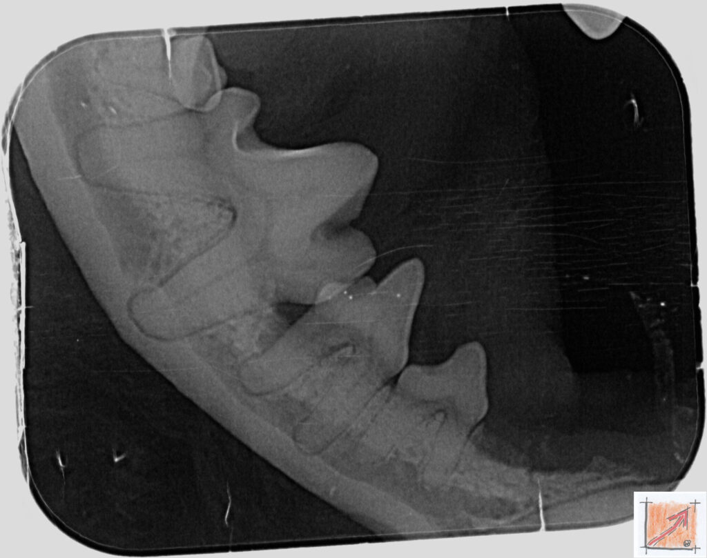 05 06 01 Chihuahua, Zahnfehlstellungen, BauFachForum, Baulexikon
