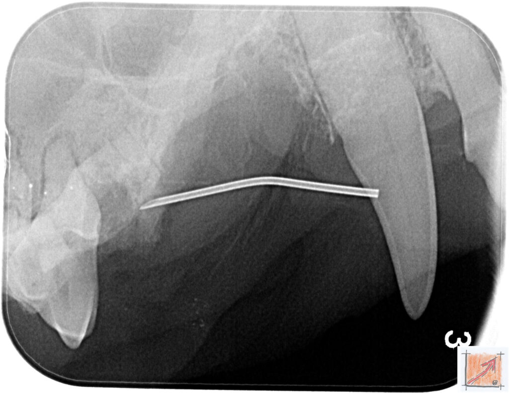 05 09 01 Chihuahua, Zahnfehlstellungen, BauFachForum, Baulexikon