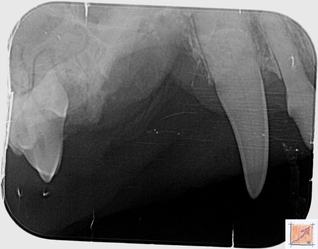 05 10 01 Chihuahua, Zahnfehlstellungen, BauFachForum, Baulexikon
