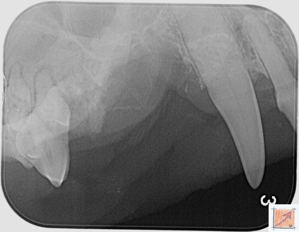 05 12 01 Chihuahua, Zahnfehlstellungen, BauFachForum, Baulexikon