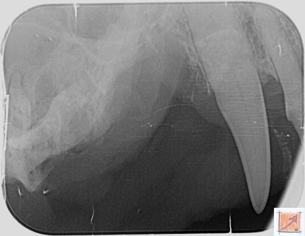 05 13 01 Chihuahua, Zahnfehlstellungen, BauFachForum, Baulexikon