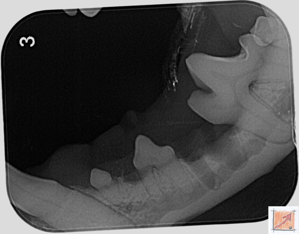 05 14 01 Chihuahua, Zahnfehlstellungen, BauFachForum, Baulexikon
