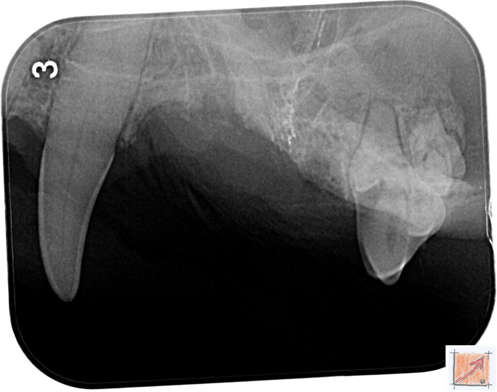 05 15 01 Chihuahua, Zahnfehlstellungen, BauFachForum, Baulexikon
