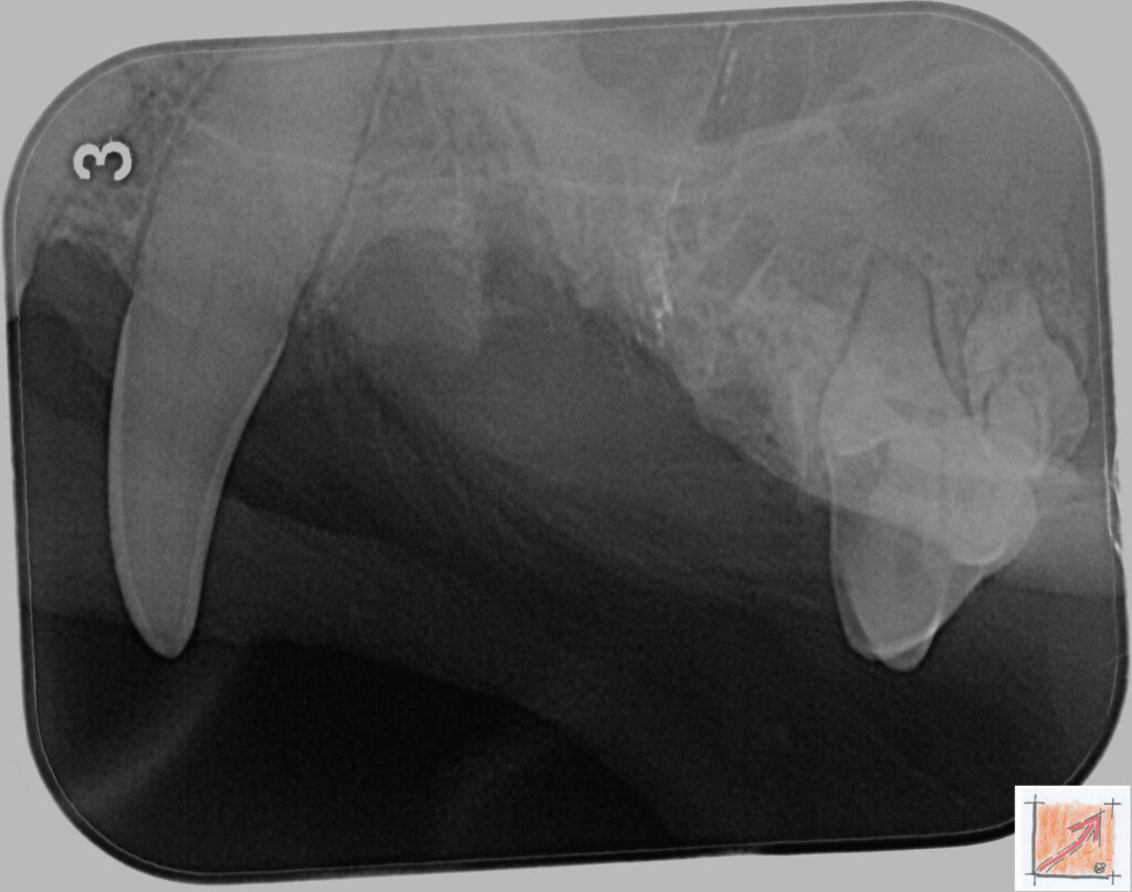 05 16 01 Chihuahua, Zahnfehlstellungen, BauFachForum, Baulexikon